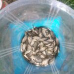 alevin tilapia 5g